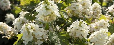 HYDRANGEA quercifolia YETI '1925querrep' cov 01