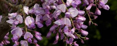 WISTERIA 'CAROLINE' 01