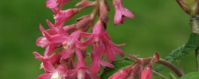 RIBES sanguineum RED BROSS (R) 01