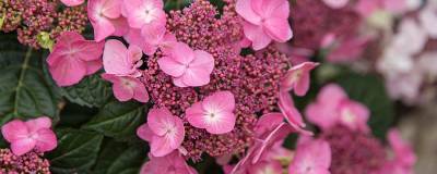 HYDRANGEA macrophylla ENDLESS SUMMER (R) POP STAR (R) ROSE ‘Bailmacsix’ cov 01