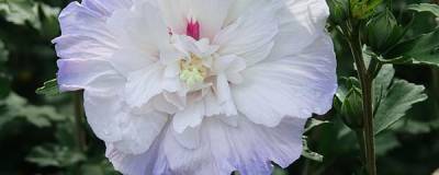 HIBISCUS syriacus IGLOO (R) 'Minsycbb2b' cov 01