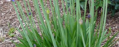 AGAPANTHUS X PRAECOX 'Sofie' cov 01