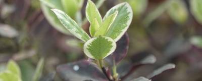 PITTOSPORUM tenuifolium 'BANNOW BAY' (R) 'Breebay' cov 01