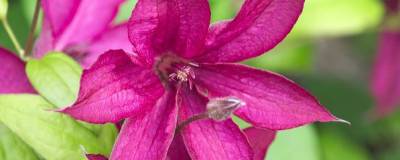 CLEMATIS x SAPHYRA (R) NANCY 'Cleminov15' cov 01