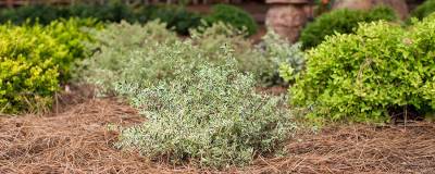 ABELIA x grandiflora FE (R) VANILLA BRANDY 'Bailbeliaone' 01