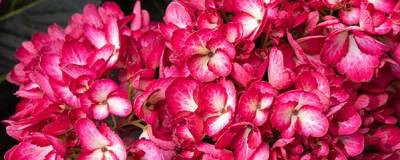 HYDRANGEA macrophylla FE (R) ECLIPSE (R) 'Bailmacseven' cov 01