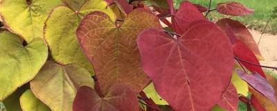 CERCIS canadensis ETERNAL FLAME (R) 'Nc2016 2' cov 01