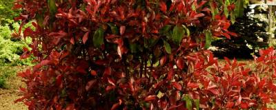 PHOTINIA x fraseri 'CAMILVILY' 01