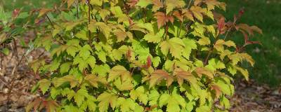 VIBURNUM opulus PW (R) OH CANADA 'SMNVODR' cov 01