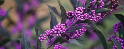 CALLICARPA X PW(R) PEARL GLAM(R) 'NCCX2' cov 01