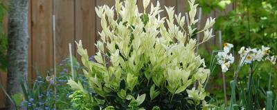EUONYMUS japonicus EXTRAVAGANZA (R) 'Eujacodek' cov 01