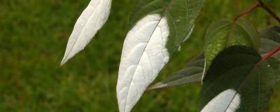 ACTINIDIA tetramera var.maloides 01