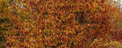 FAGUS sylvatica 01