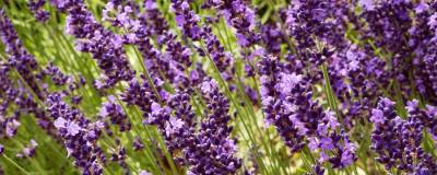 LAVANDULA angustifolia 'TWICKEL PURPLE' 01