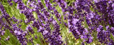 LAVANDULA angustifolia 'TWICKEL PURPLE' 01