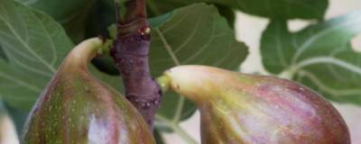 FICUS carica 'MADELEINE DES 2 SAISONS' 01