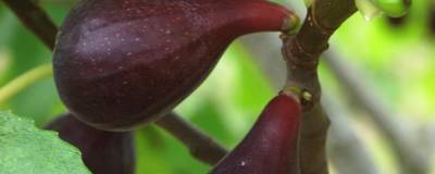 FICUS carica 'NOIRE DE CAROMB' 01