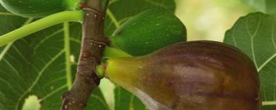 FICUS carica 'OSBORN PROLIFIC' 01