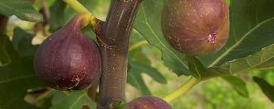 FICUS carica 'ROUGE DE BORDEAUX' 01