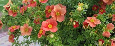 POTENTILLA fruticosa RED'ISSIMA (R) II 'Minporoug01' cov 01