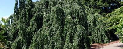 FAGUS sylvatica 'PENDULA' 01