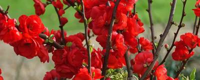 CHAENOMELES x speciosa ROUGE BAISER (R) 'Mincharb13221' cov 01