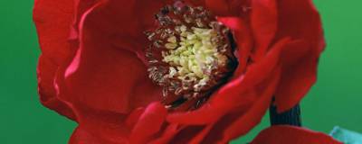 CHAENOMELES x speciosa DOUBLE DELICE (R) LOVE 'Minchadf13225' cov 01