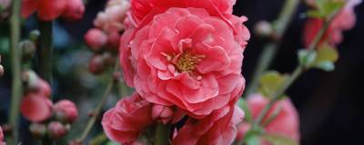 CHAENOMELES x speciosa DOUBLE DELICE (R) PASSION 'Minchadf13311' cov 01