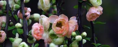 CHAENOMELES x speciosa DOUBLE DELICE (R) OPAL 'Minchadf13603' cov 01