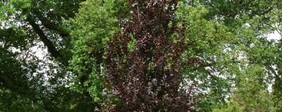 FAGUS sylvatica 'DAWYCK PURPLE' 01