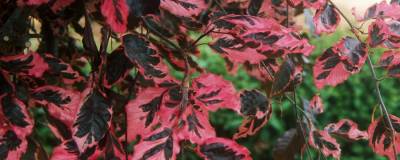 FAGUS sylvatica 'TRICOLOR' 01