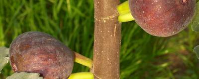 FICUS carica 'VIOLETTE DAUPHINE' 01