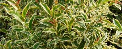 LIGUSTRUM lucidum 'TRICOLOR' 01