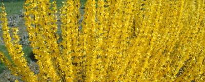 FORSYTHIA x intermedia 'LYNWOOD' 01