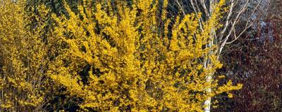 FORSYTHIA x intermedia 'SPRING GLORY' 01