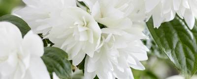 PHILADELPHUS x PEARLS OF PERFUME (R) 'G15097' cov 01