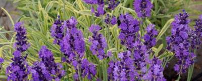 LAVANDULA 'HEAVENLY BLUE' 01