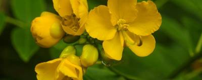 CASSIA x floribunda 01