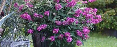 BUDDLEJA davidii TINY BUDDY (R) HOT PINK 'Condappin' 01