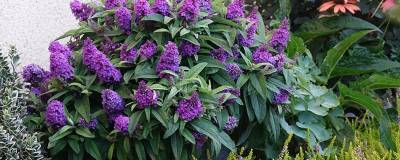 BUDDLEJA davidii TINY BUDDY (R) VIOLET '3397Ddybud' 01