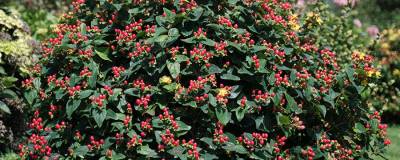 HYPERICUM x inodorum MAGICAL (R) LIGHTNING 'Kolmligh' cov 01