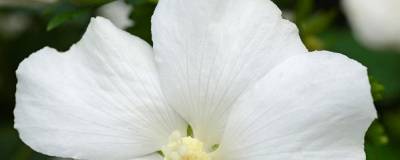 HIBISCUS syriacus 'ELEONORE' cov 01