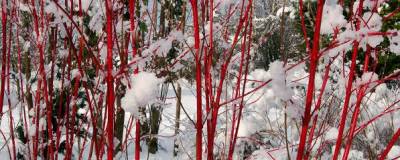 CORNUS alba BATON ROUGE (R) 'Minbat' cov 01