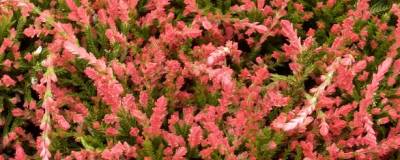 CALLUNA vulgaris 'SPRING TORCH' 01