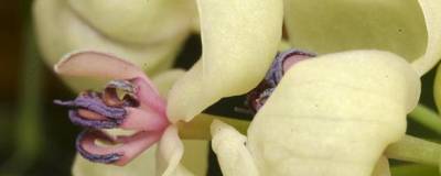 AKEBIA quinata 'CREAM FORM' 01