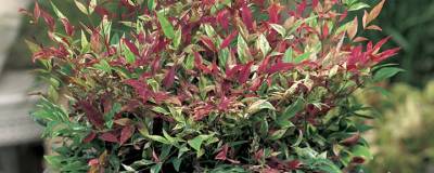 NANDINA domestica RED LIGHT (R) 'NRL2015' cov 01