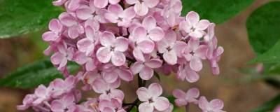 SYRINGA x hyacinthiflora 'MAIDEN'S BLUSH' 01