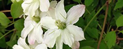 CLEMATIS montana STARLET (R) WHITE PERFUME 'Hyflet' cov 01