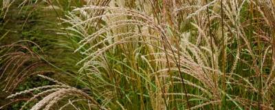 MISCANTHUS sinensis 'KASCADE' 01