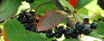 ARONIA x prunifolia 'NERO' 01